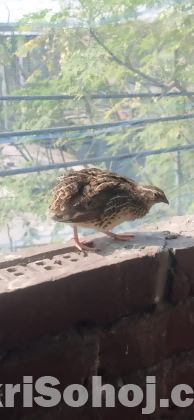 কোয়েল পাখি